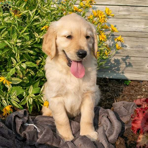 Captain, Golden Retriever Puppy